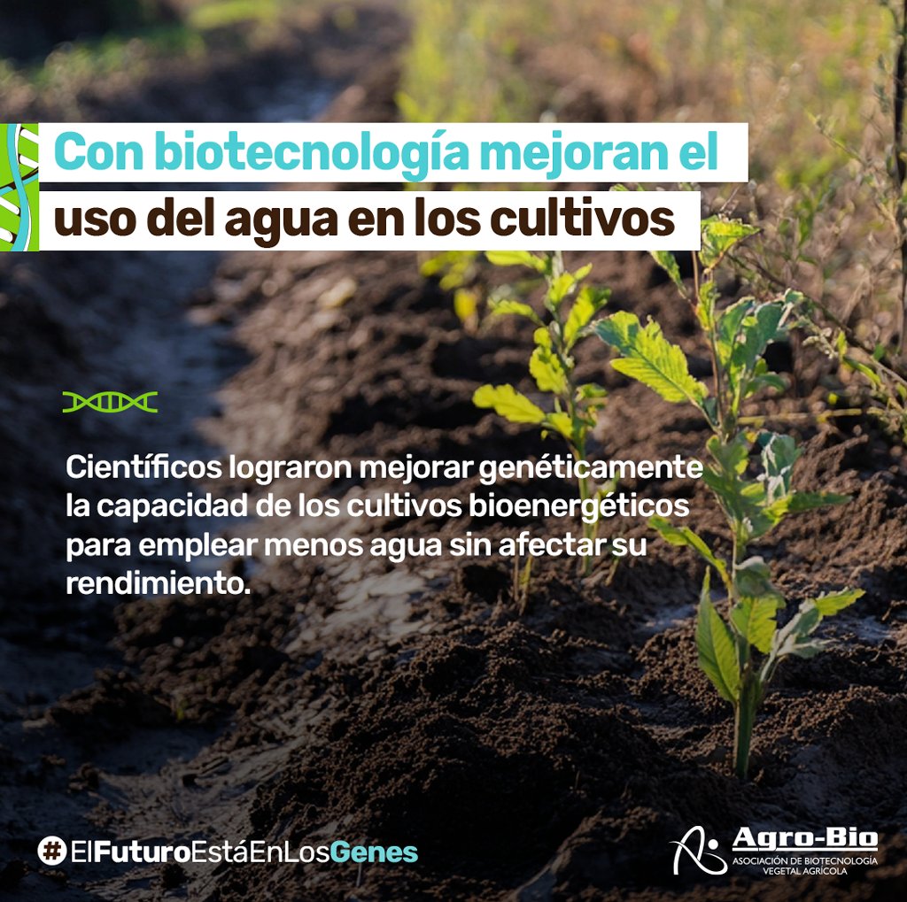 Agrobio_andina's tweet photo. 🌱 #BioNoticia Los cultivos genéticamente modificados para usar mejor el agua ayudan a enfrentar el cambio climático. Científicos modificaron genéticamente la caña de azúcar para usar menos agua y producir biomasa sin perder rendimiento. 💧 Mira cómo: https://t.co/0mCx5KHxPv https://t.co/Nei0fkLySW