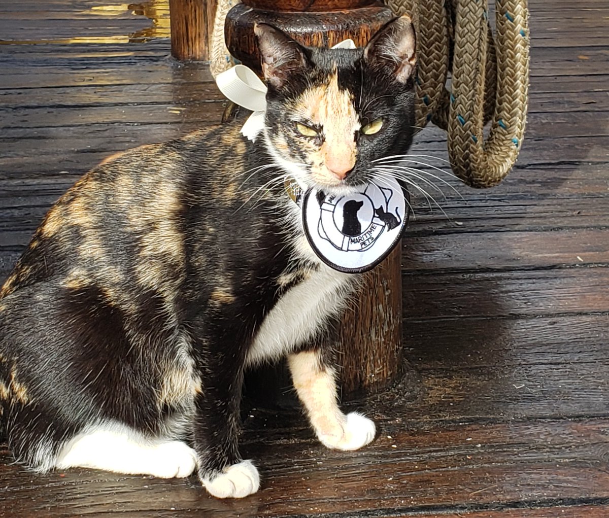 A few memories from my weekend trip to Barque Picton Castle, Captain Dan and our Ambassadors at Sea Riki (tuxie) and Tea (calico).  They received their official papers and badges in Lunenburg NS.  <a href="/picton_castle/">Picton Castle</a>