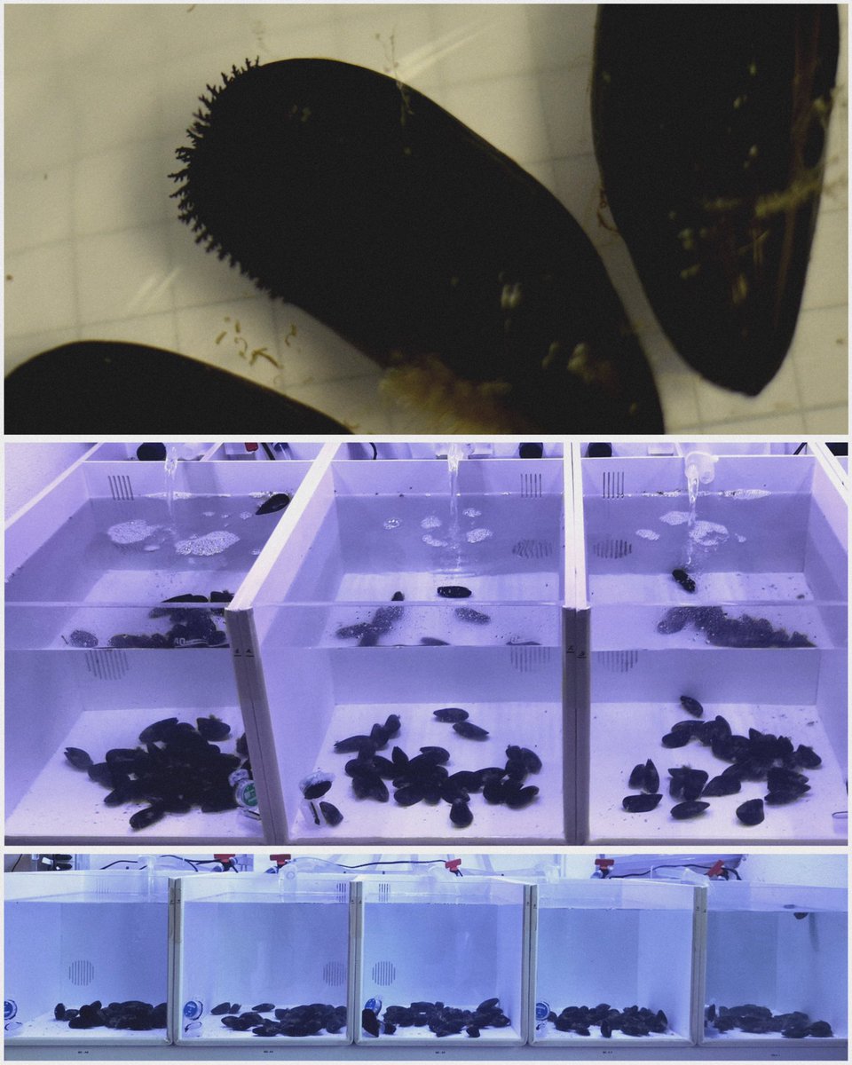 Oggi mostriamo i “muscoli”: 
Muscoli, mòscioli, peoci, cozze, pedoci, insomma parliamo di #mitili; questi organismi sono dei #molluschi bivalvi, possiedono infatti due valve, con cui proteggono il loro corpo.

 Continua qui: urly.it/3118c_