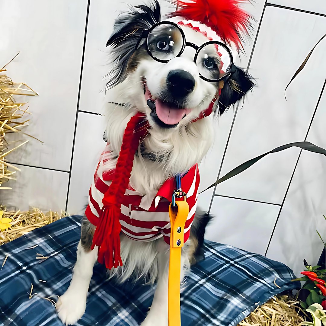Go_Doggie_Style's tweet photo. 👻🎃 Spooky season is here, and your pup deserves to look paw-some! 🐾👗 Treat them to some stylish Halloween costumes that are as cute as they are comfy. 🧡🖤

Shop now (link in bio)

#GoDoggieStyle #DogHalloweenCostume #DogApparel #doglovers #dogmom #puppylove #ilovemydog https://t.co/QfsDPMlmzn