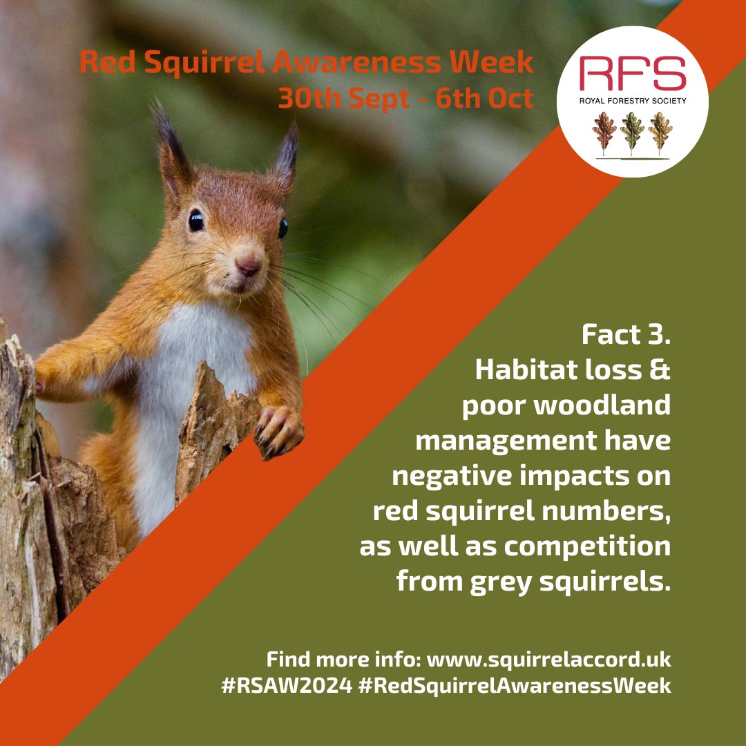 RoyalForestrySociety (@royal_forestry) on Twitter photo 🐿️ It's Red Squirrel Awareness Week!
🌳 <a href="/SquirrelAccord/">UK Squirrel Accord</a> are dedicated to increasing awareness of the UK's endangered red squirrels and their conservation.
❤️ Find out more:squirrelaccord.uk/red-squirrel-a…
#RSAW2024 #RedSquirrelAwarenessWeek #WoodlandManagement #DoThingsDifferently 🐿️ It's Red Squirrel Awareness Week!
🌳 <a href="/SquirrelAccord/">UK Squirrel Accord</a> are dedicated to increasing awareness of the UK's endangered red squirrels and their conservation.
❤️ Find out more:squirrelaccord.uk/red-squirrel-a…
#RSAW2024 #RedSquirrelAwarenessWeek #WoodlandManagement #DoThingsDifferently