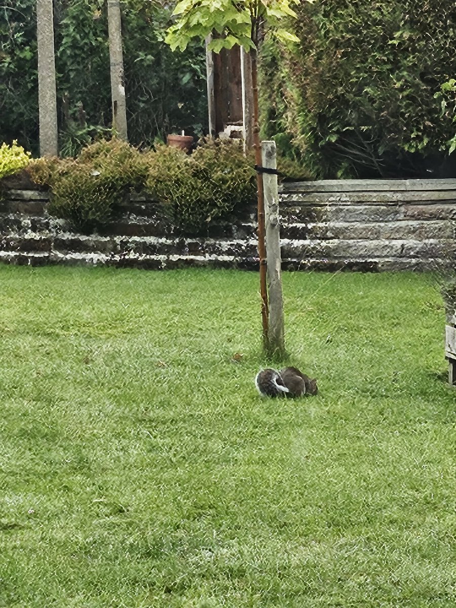 Squirrel not worried by sileby floods.