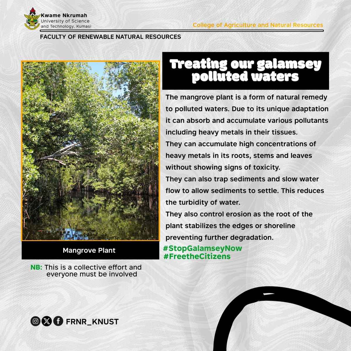 FRNR_KNUST's tweet photo. 🌱 Mangroves: Nature's Remedy for Polluted Waters 🌊 Mangrove plants help treat water polluted by galamsey, absorbing heavy metals and reducing turbidity while stabilizing shorelines. Together, we can restore our waters. 🌿 #StopGalamseyNow #FreeTheCitizens https://t.co/yF7SKPb0D5