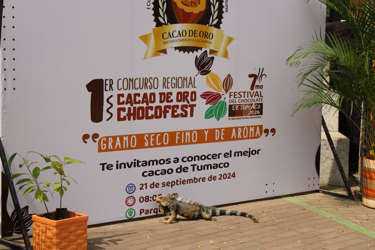 AxSolidaridadCO's tweet photo. Ambas iniciativas participaron en el Chocofest de Tumaco, un espacio que les permitió dar a conocer sus productos y poder venderlos a l@s visitantes. 🌱✨
#DesarrolloEconómico #PacíficoColombiano #Chocofest #Tumaco #PaLantePazcífico https://t.co/4YcqKsyCrL