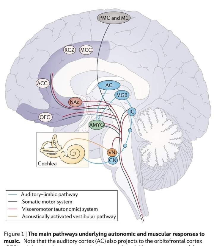 RebolledaGil's tweet photo. La música modula las redes y la fisiología cerebral 👇👇👇👇👇 https://t.co/k0WND2AIC1