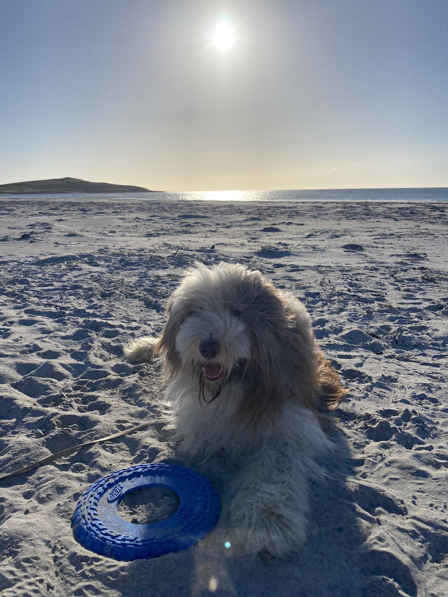 ShonaNYB's tweet photo. 1st October on @SouthUist βοΈποΈ #boisdale #machair #beardedcollie #whataday @BarraIsland in the background βοΈπ https://t.co/Ru6dhpvzLe
