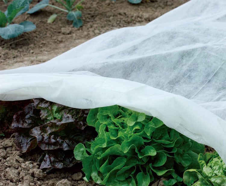 allotmentonline's tweet image. Do you grow over wintering crops?…🥬
@gardenskill can help protect your plants against frost…

mailchi.mp/e27076712cad/p…

#fleece #frostprotection #gardenskill