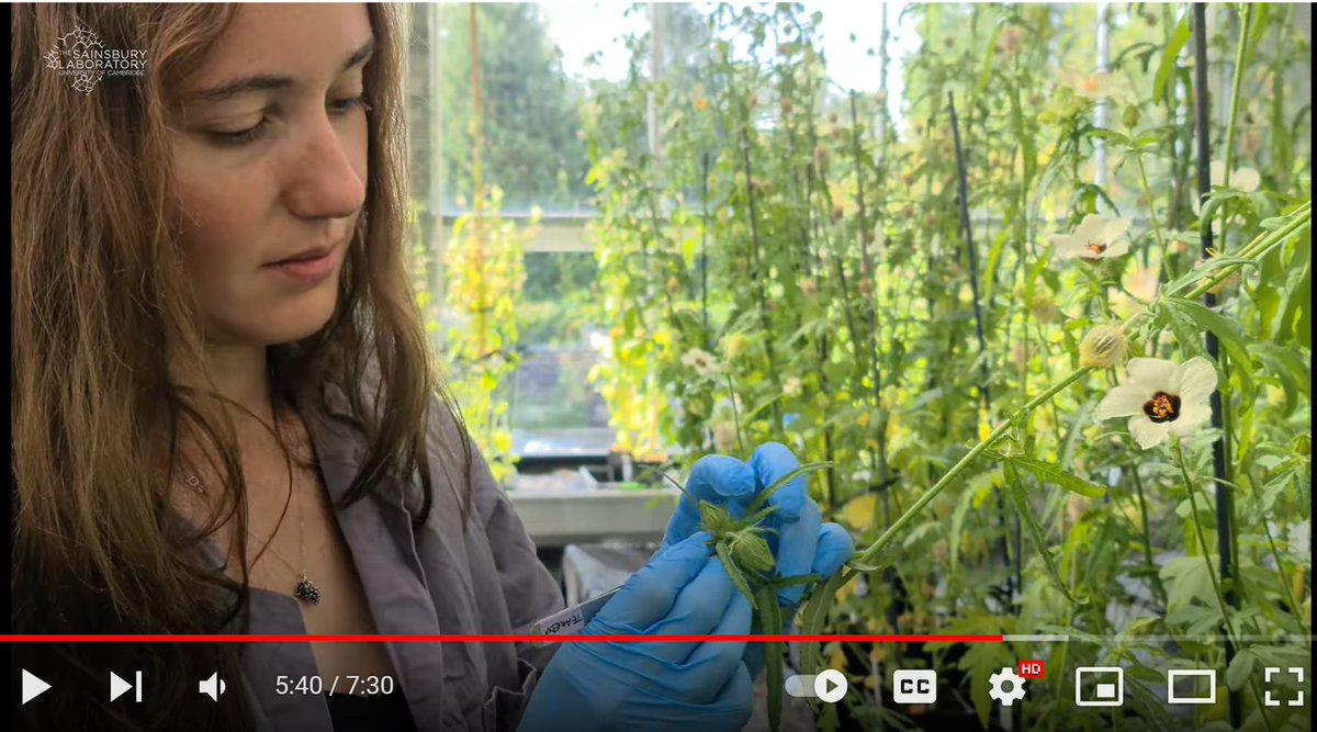Sainsbury Laboratory Cambridge University (SLCU) (@slcuplants) on Twitter photo Painting Petals By Numbers youtu.be/3M-SRAWB97g?si… via <a href="/YouTube/">YouTube</a>
Discover the story behind the science in this video with <a href="/Edwige_M/">Edwige Moyroud</a> & Lucie Riglet
Read more at slcu.cam.ac.uk/news/flowers-u…
#plantsci <a href="/ScienceAdvances/">Science Advances</a>
Thank you <a href="/ScienceMagazine/">Science Magazine</a> for highlighting our research 🌺🎯🐝 Painting Petals By Numbers youtu.be/3M-SRAWB97g?si… via <a href="/YouTube/">YouTube</a>
Discover the story behind the science in this video with <a href="/Edwige_M/">Edwige Moyroud</a> & Lucie Riglet
Read more at slcu.cam.ac.uk/news/flowers-u…
#plantsci <a href="/ScienceAdvances/">Science Advances</a>
Thank you <a href="/ScienceMagazine/">Science Magazine</a> for highlighting our research 🌺🎯🐝