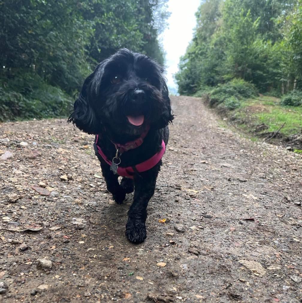 Happy National Black Dog Day Pippa 🖤