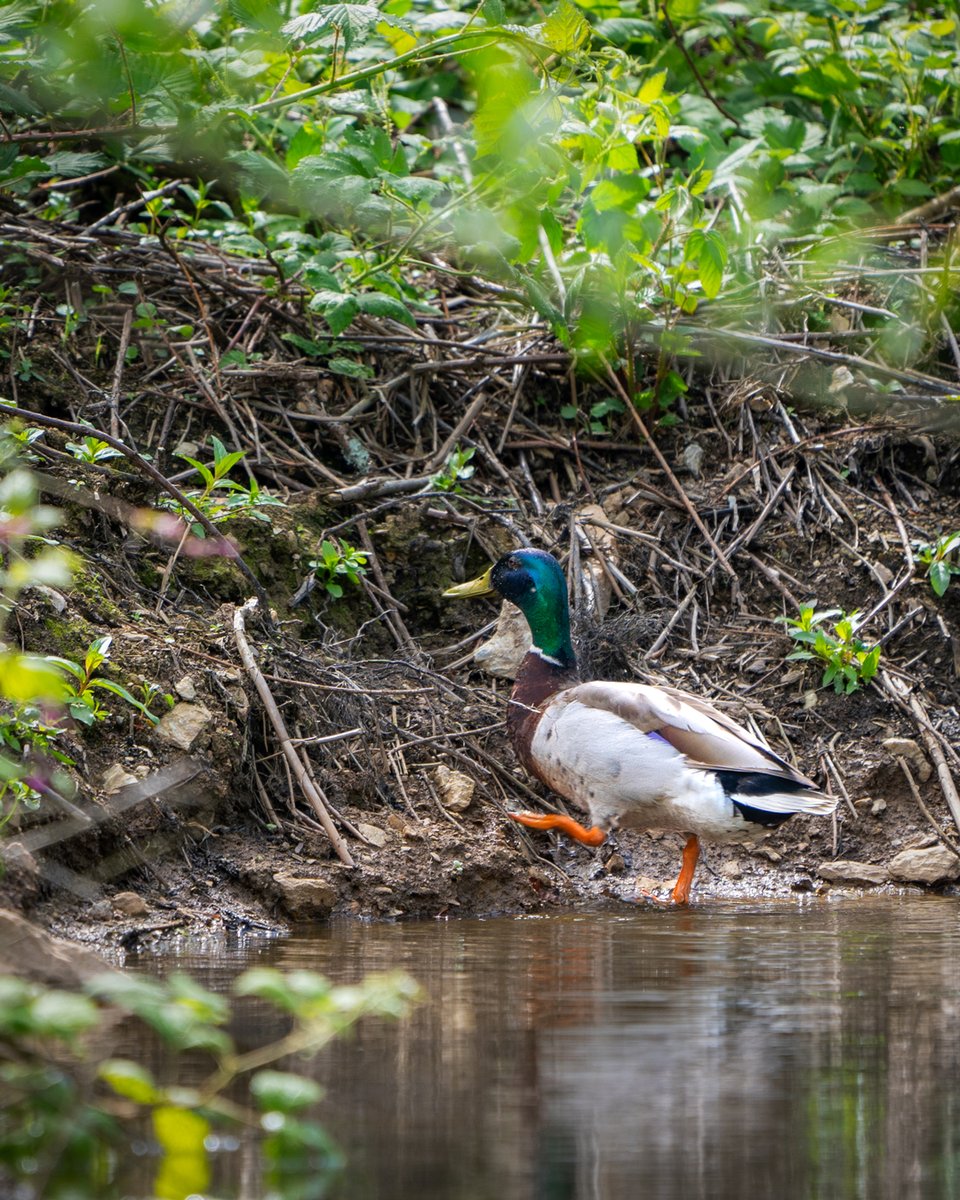 Cornish Orchards tweet media
