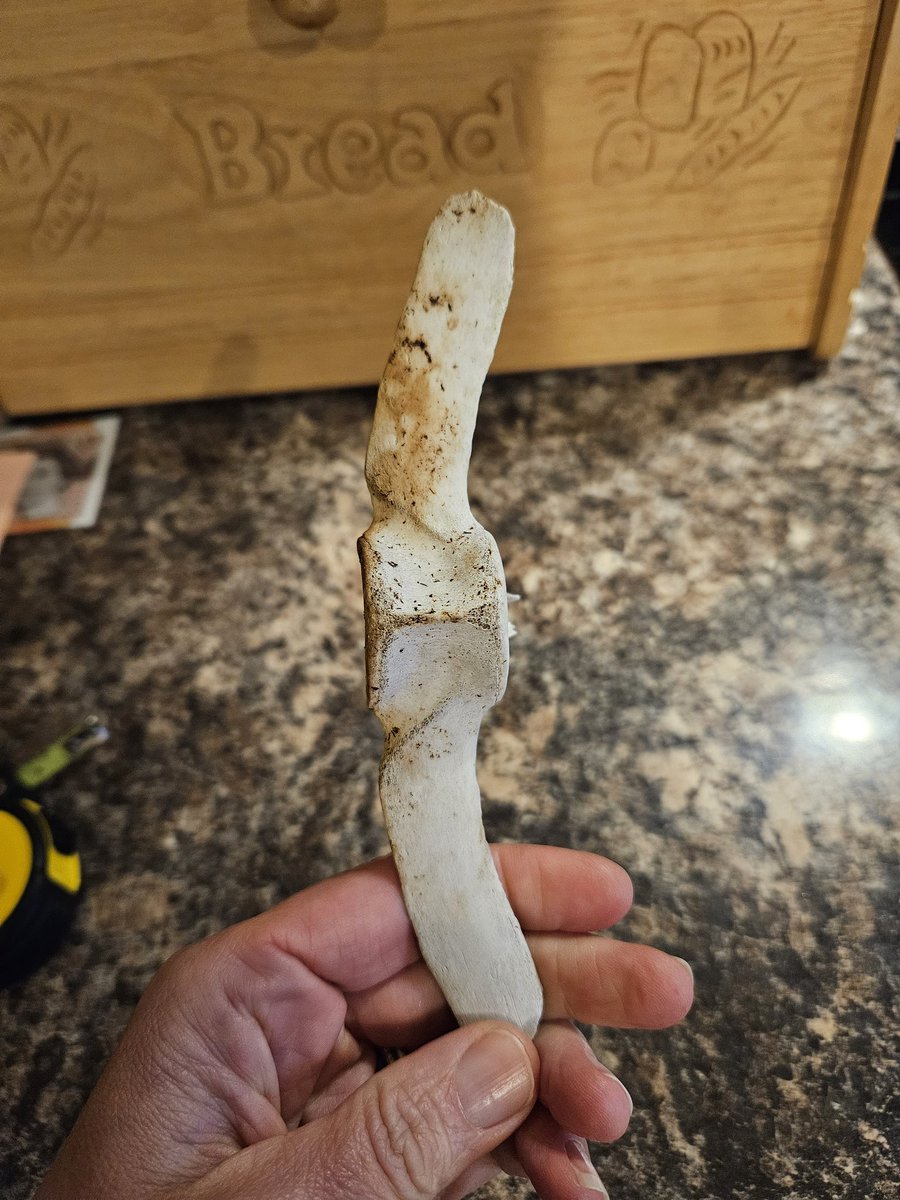 Any #marinebiologists know what species (whale?) this vertebrae might have come from? Found washed up on the shores of Treaddur Bay in Anglesey. 
<a href="/mcsuk/">Marine Conservation Society</a> <a href="/EuroCetSoc/">European Cetacean Society</a> <a href="/whalesorg/">Whale and Dolphin Conservation (WDC)</a>