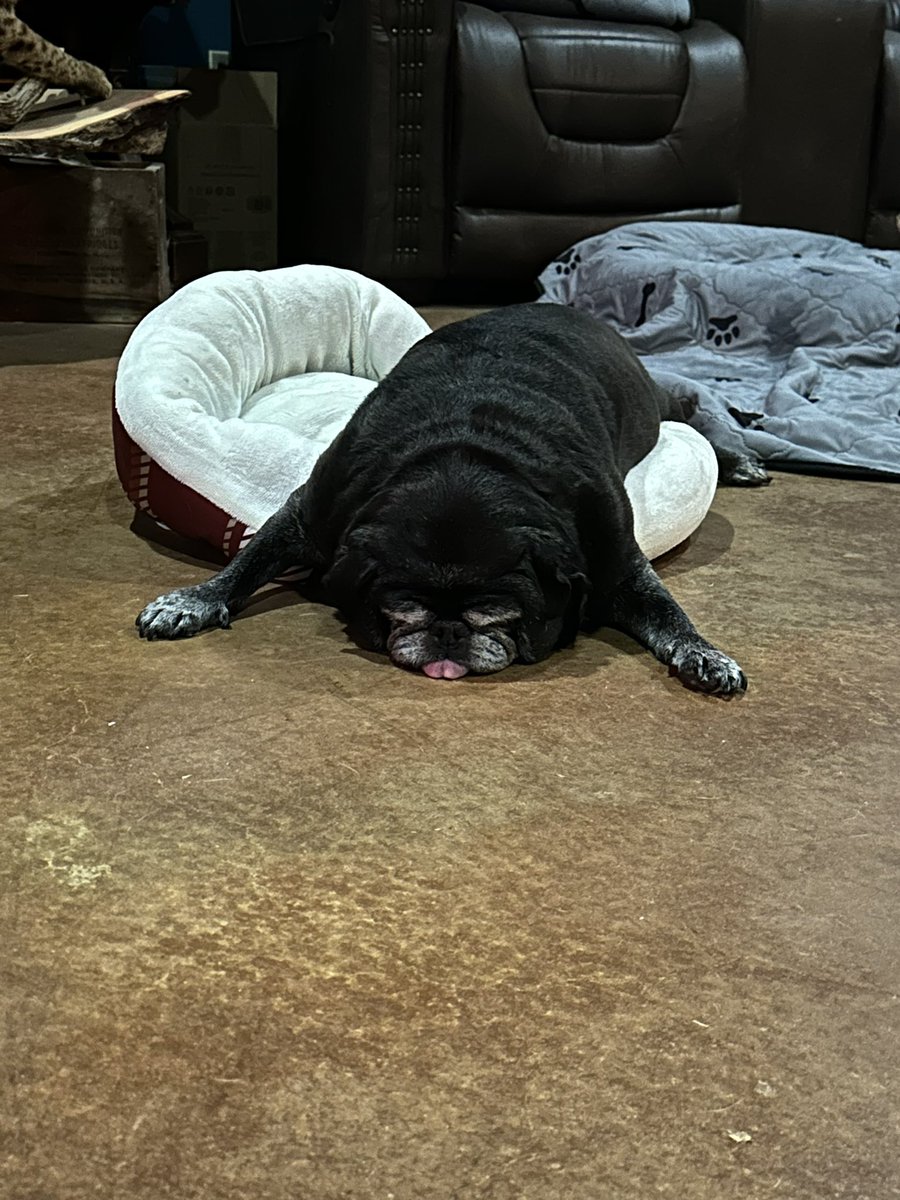 MrsGrayMarlin2's tweet photo. It’s #NationalBlackDogDay so in celebration, here’s our favorite black dogs! #WyleeThePug and #RockeeThePugRIP #blackpug #pugtalk #pug @Texas_Gray_MRLN https://t.co/IYuFGN4hQZ