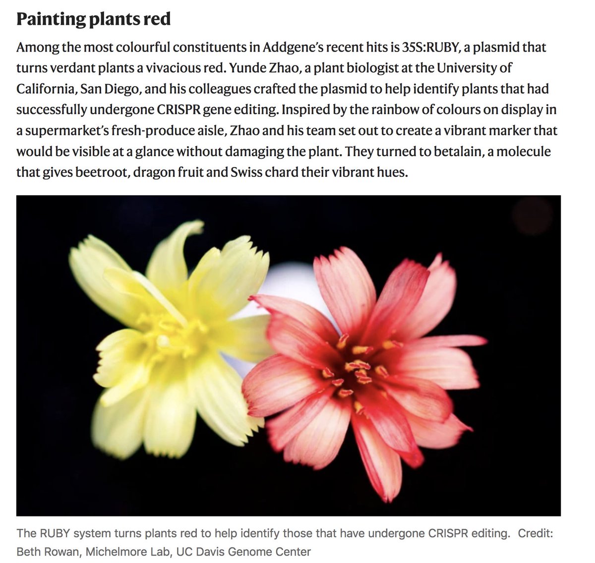 35S:RUBY, one of the most popular plasmids at Addgene,  is featured in <a href="/Nature/">nature</a> . A great tool for crop engineering, basic research, and  teaching of plant genetics.  nature.com/articles/d4158…