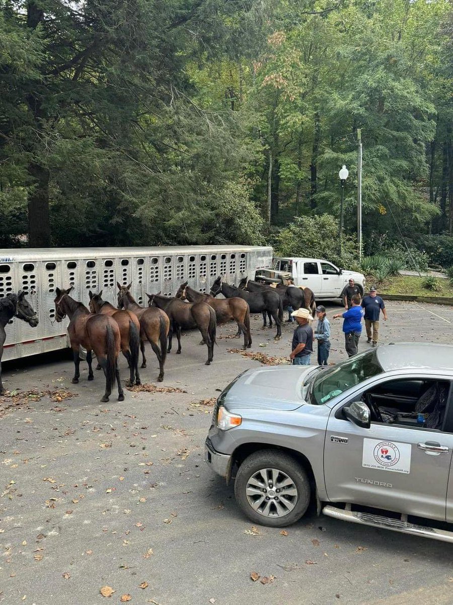timbob28's tweet photo. The mule train has arrived at its staging area in Montreat, NC to deliver supplies to folks in area homes that are otherwise inaccessible. #montreat #blackmountain #HeleneRelief https://t.co/yBmBmPjWZx