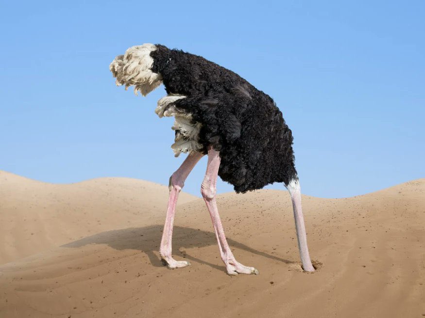 jamalrayyan's tweet photo. النعامة في وضع الصهاينه العرب بعد الدفعة الأولى من الصواريخ الإيرانية ، والدفعة الثانية في الطريق إلى الكيان الصهيوني https://t.co/r4QsMGCQD0