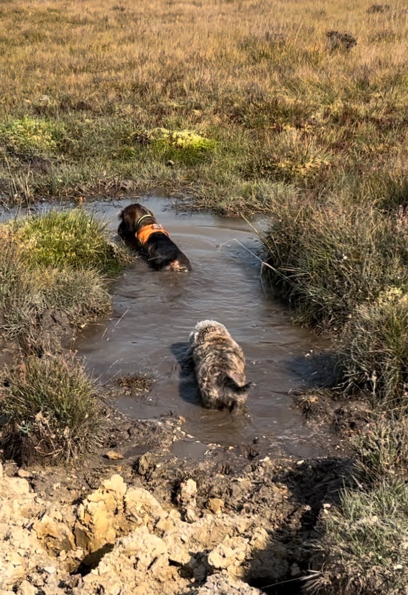 Lottie Loobrush tweet media