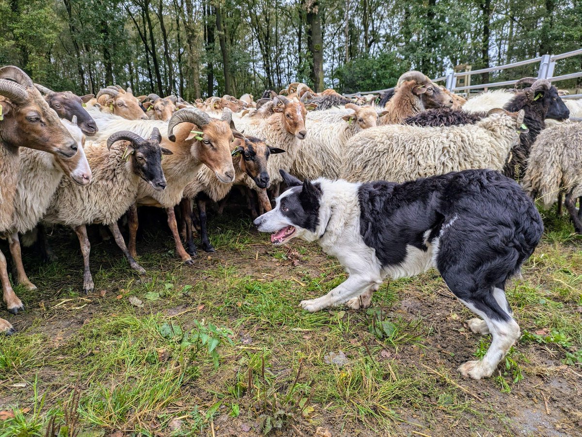 Marcel van der Laan tweet media
