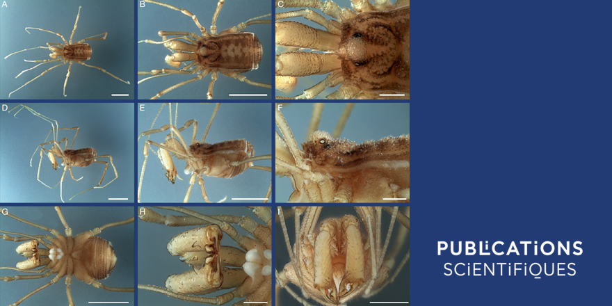 [#arachnology] African highland harvestman: New genus and #newspecies of Filopalpinae Martens, 2022 (Opiliones, Assamiidae) from Wonchi crater, Oromia province, 🇪🇹.

✒️ Willians PORTO, Panagiotis KONTOS &amp; <a href="/abelaracno/">Abel Pérez González</a>
🔗 zoosystema.com/46/22
#opiliones #arachnologist