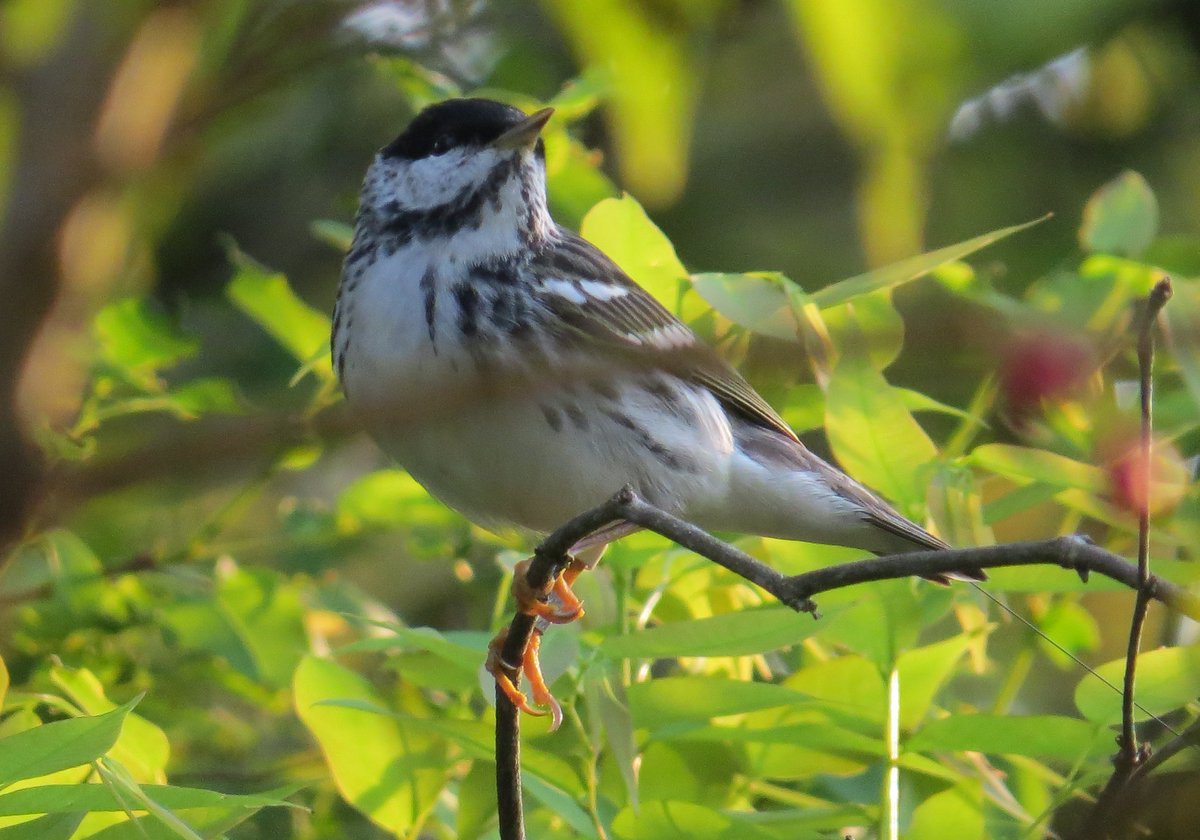 selvaorgco's tweet photo. ¡La reinita estriada (Setophaga striata) ha sufrido un declive poblacional del 92% desde el 1970! Para entender por qué y qué necesita la especie, llevamos 5 años estudiandola en los Llanos Orientales junto con Andrea Morales Rozo de @unillanos y @AmazoniaUNAL https://t.co/piLEOTRs0f