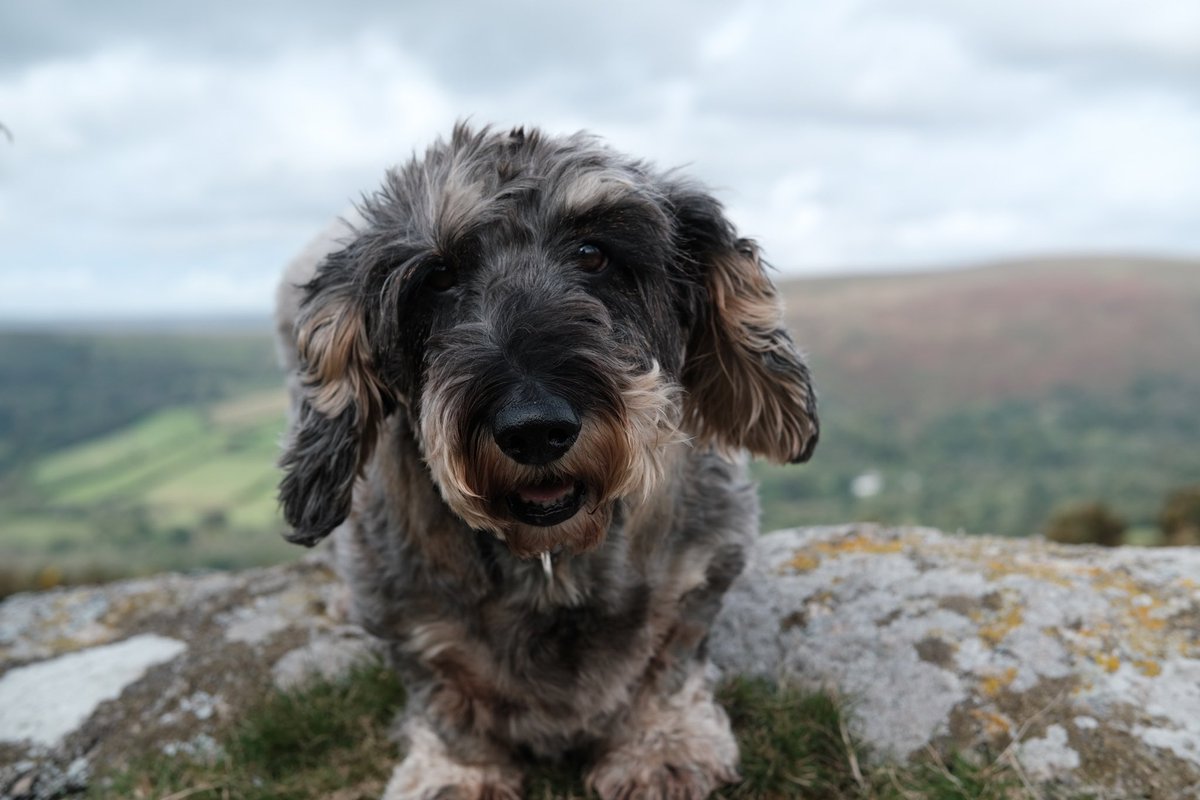 Wally Bobbers 💜 tweet media