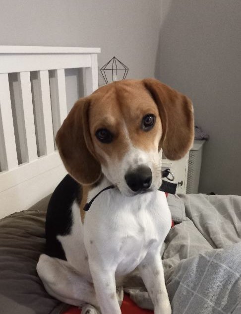 Can you please share for Charlie? He hasn’t had any interest at all, he’d suit someone who is active and likes the outdoors! All his details are here help2rehome.com please share far and wide. 🐶