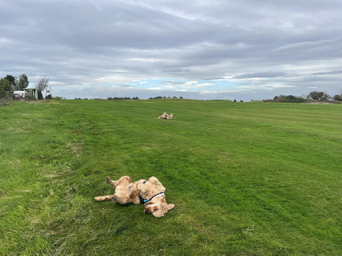 BrokenLilDolly's tweet photo. Joe & Hugo enjoying a walk around a local golf course today 🐾🐾
#knottEnd
#Lancashire https://t.co/XO2DWD5qHe
