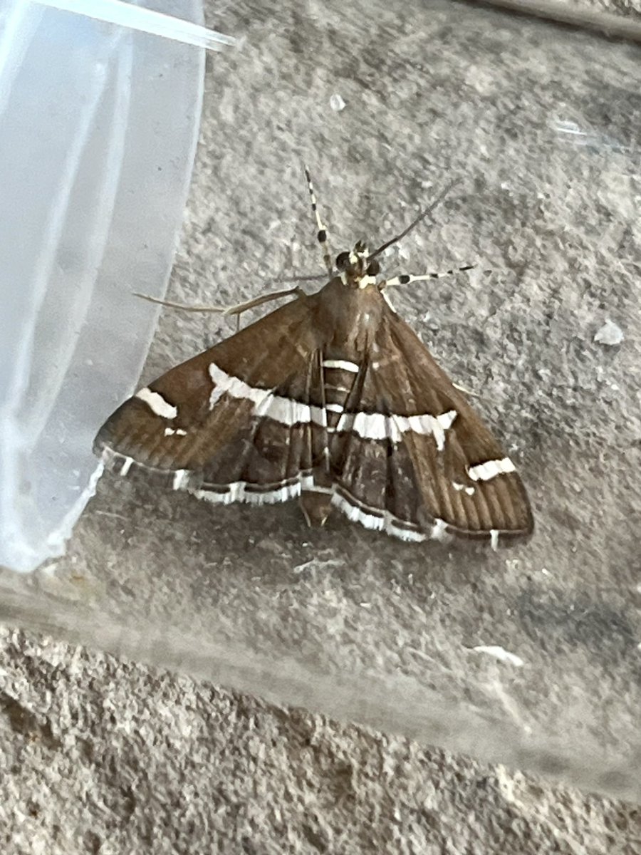 Glen Maddison tweet media