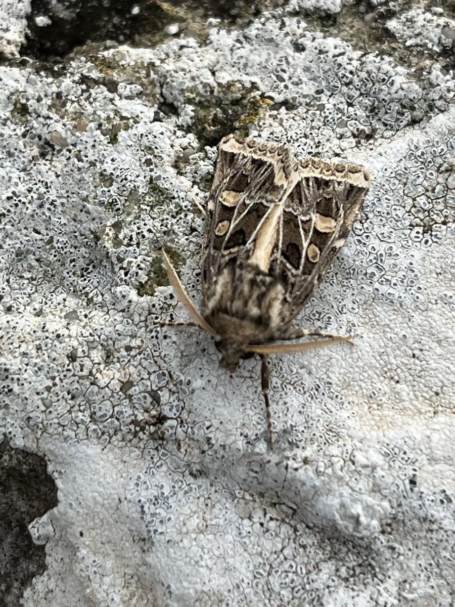 Glen Maddison tweet media