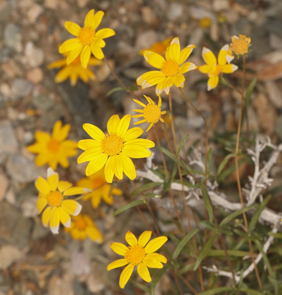 Heliomeris multiflora, commonly known as showy goldeneye, is a vibrant perennial herb belonging to the Asteraceae family. It is native to the western United States and parts of Mexico. (photo by Steve Matson)

#nativeplants #wildflowers #floraandfauna