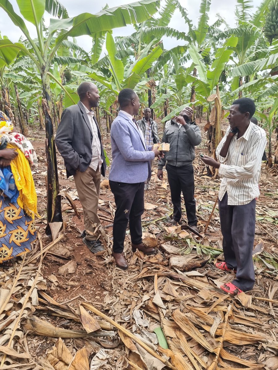 Omujugujugu1's tweet image. My heart is filled with extreme joy and happiness.
Today, I bought back the land and banana plantation that was sold while educating me.
Land can really appreciate in value!
My friend, if you are not jealous, please congratulate me.
Takibir Takibir Takibir..... Allah Akbar