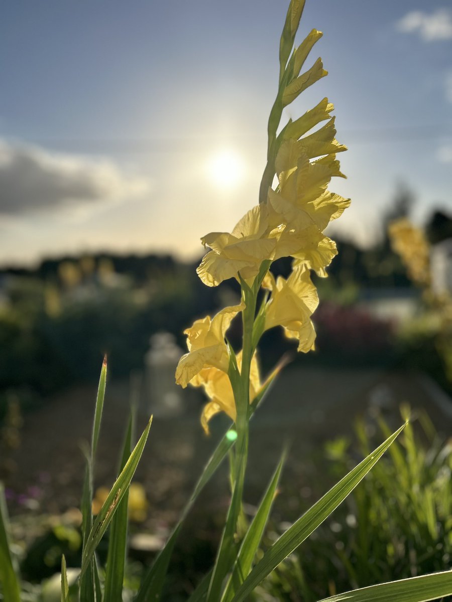 Dave O'Connor tweet media