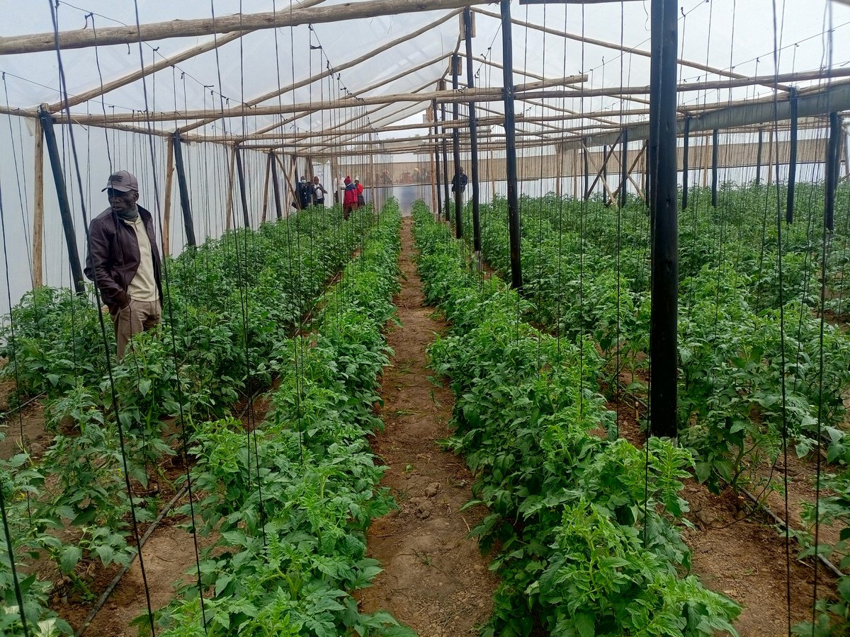 GreenInstitute2's tweet image. Our greenhouse tomatoes have reached the 5-week mark thanks from support from @IMSouthernAfric! 🎉 We&apos;re thrilled to see the **third and fourth clusters of flowers** emerging, signaling healthy growth and promising fruit ahead! 🍅
@4hZimbabwe
@accountlabzw 
@YetTrust