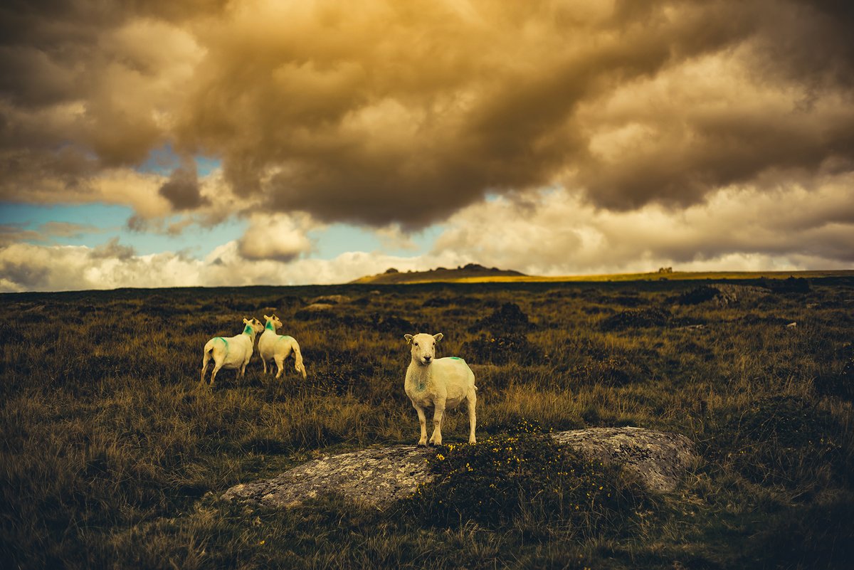 GlavindStrachan's tweet photo. #Sheep by Merrivale #StoneRows - #GreatMisTor on #Dartmoor catching the sunlight in the background - from our trip out last Saturday 📷 https://t.co/BkS6umvsGf