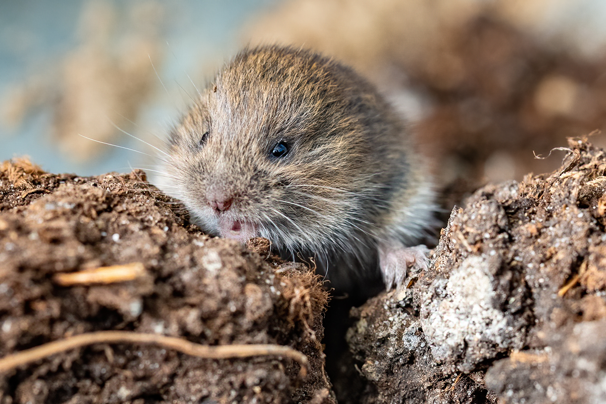 Nekad neesmu sapratis, kā kaut kas tik jauks un mīlīgs var būt negants un postošs. Te mājas peles jaunulis.