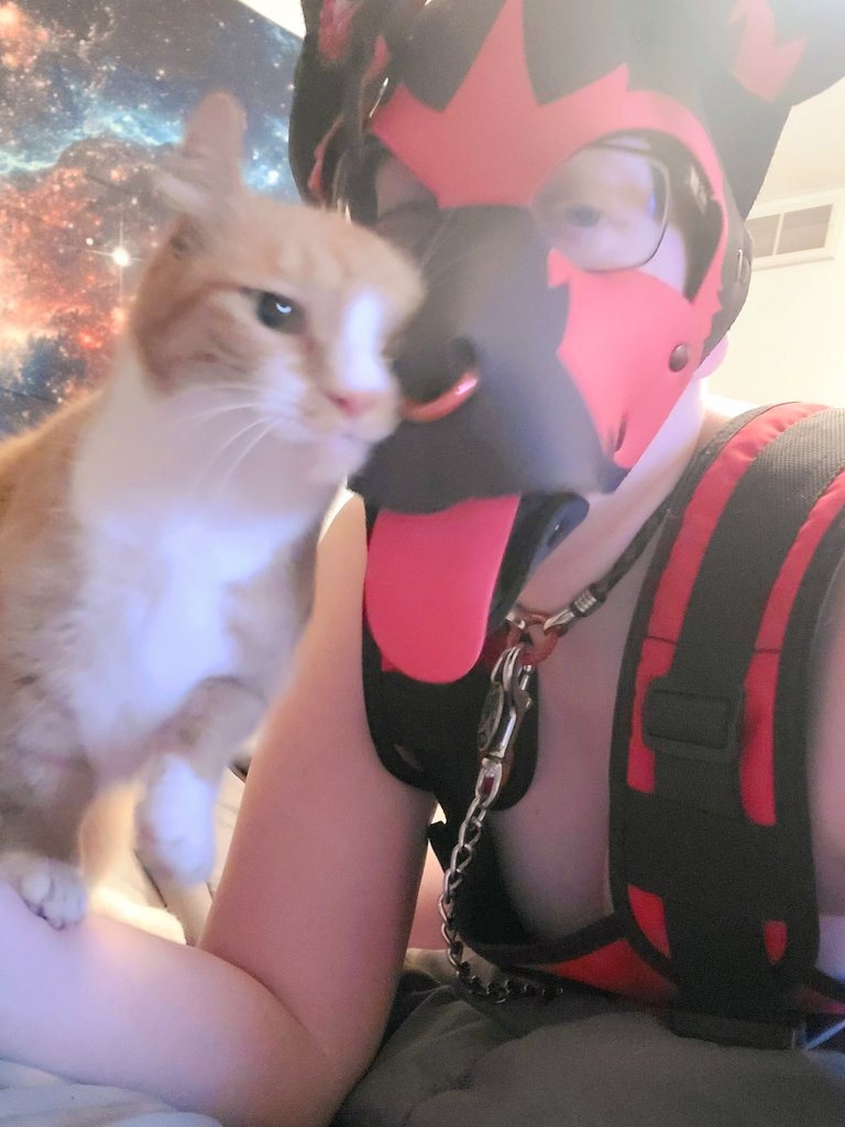 Content from kodi_pup