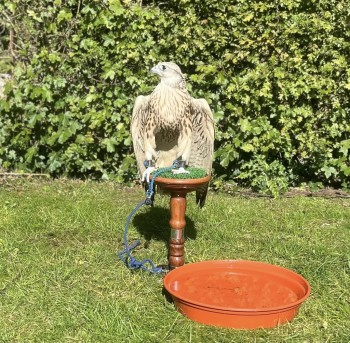 millypod1's tweet photo. π27 SEPT 2024 #Lost Bird FALCON Male
#Occold Nr #Eye #Suffolk #IP23 https://t.co/nMcPMaDuuZ https://t.co/fP8hNETMEi