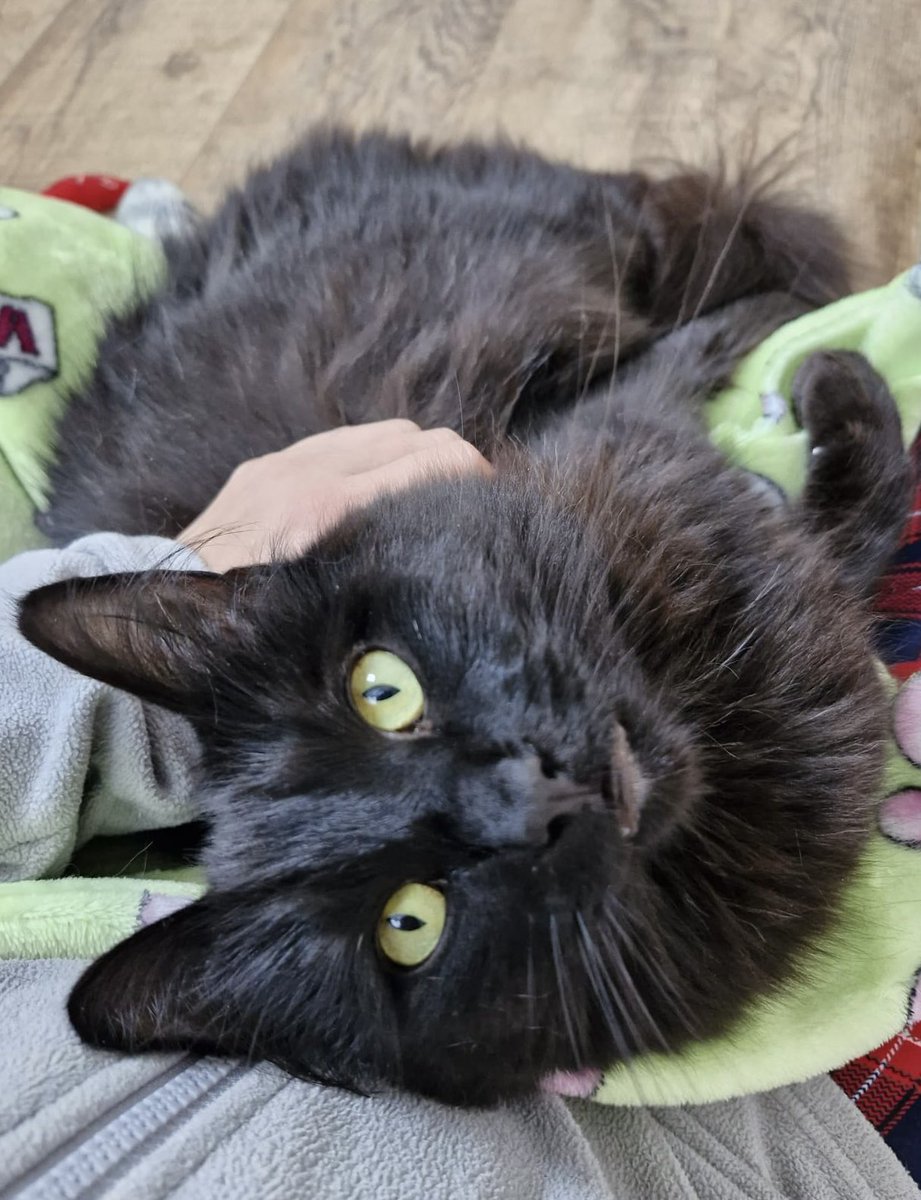 catcuddles's tweet photo. 🖤 Adopt Mario 🖤

October snuggles with Mario are a great way for Mario to bond with his fosterer and for his fosterer to keep warm 🥰

We don’t think it’ll be long before our fluffy friend is off the market 🐈‍⬛ 

https://t.co/c7azYXYc4Q

#CatAdoption #CatCompanion #FureverHome https://t.co/xD0wyR7VfG