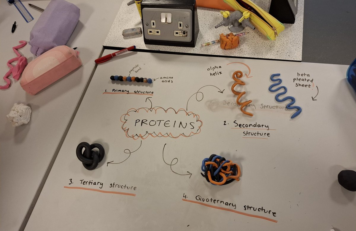 lawnswoodschool's tweet image. Y12 #ALevelBiology students have been learning about protein structure today. They explored the different levels of structure through physical modelling #practicalscience #dualcoding
