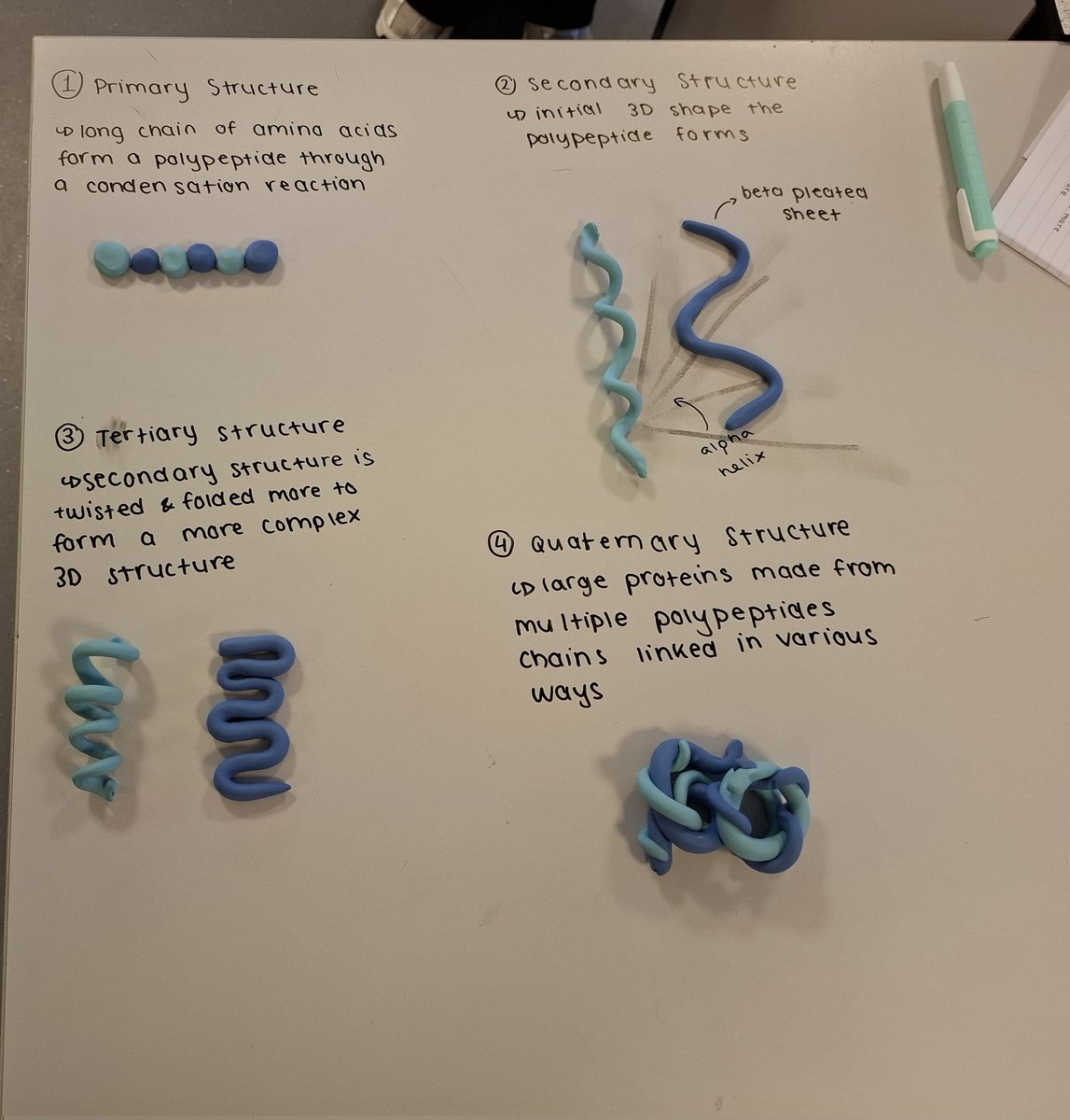 lawnswoodschool's tweet image. Y12 #ALevelBiology students have been learning about protein structure today. They explored the different levels of structure through physical modelling #practicalscience #dualcoding