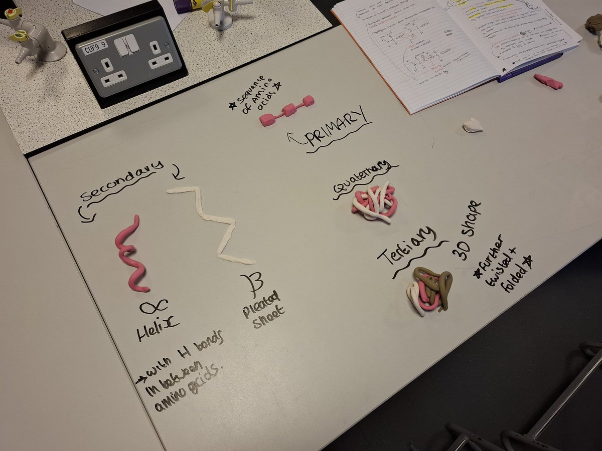 lawnswoodschool's tweet image. Y12 #ALevelBiology students have been learning about protein structure today. They explored the different levels of structure through physical modelling #practicalscience #dualcoding