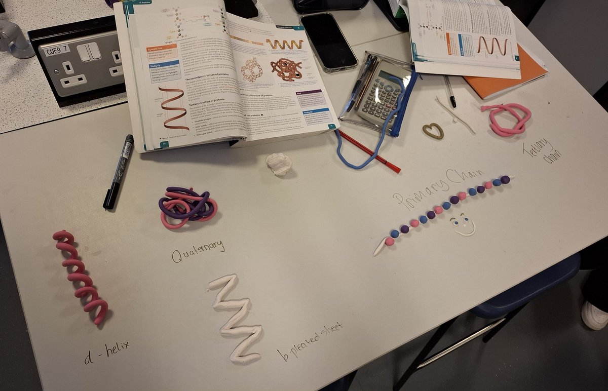 lawnswoodschool's tweet image. Y12 #ALevelBiology students have been learning about protein structure today. They explored the different levels of structure through physical modelling #practicalscience #dualcoding
