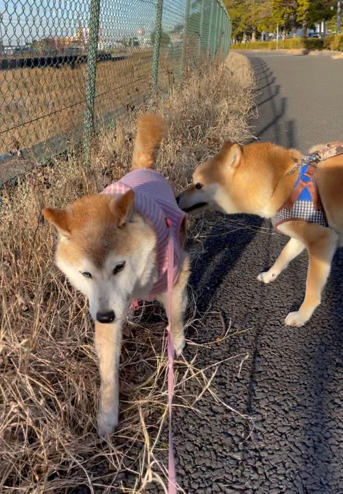 kogenkun's tweet photo. Dogs are love and we need love in this world. More people should promote love like Kabosu and Kogenkun do.
Join us in this mission. $KOGEN is for everyone.
#KABOSU #KOGEN #SHIBA #NEIRO #ETH #PEACE #Love https://t.co/i46DNovRgs