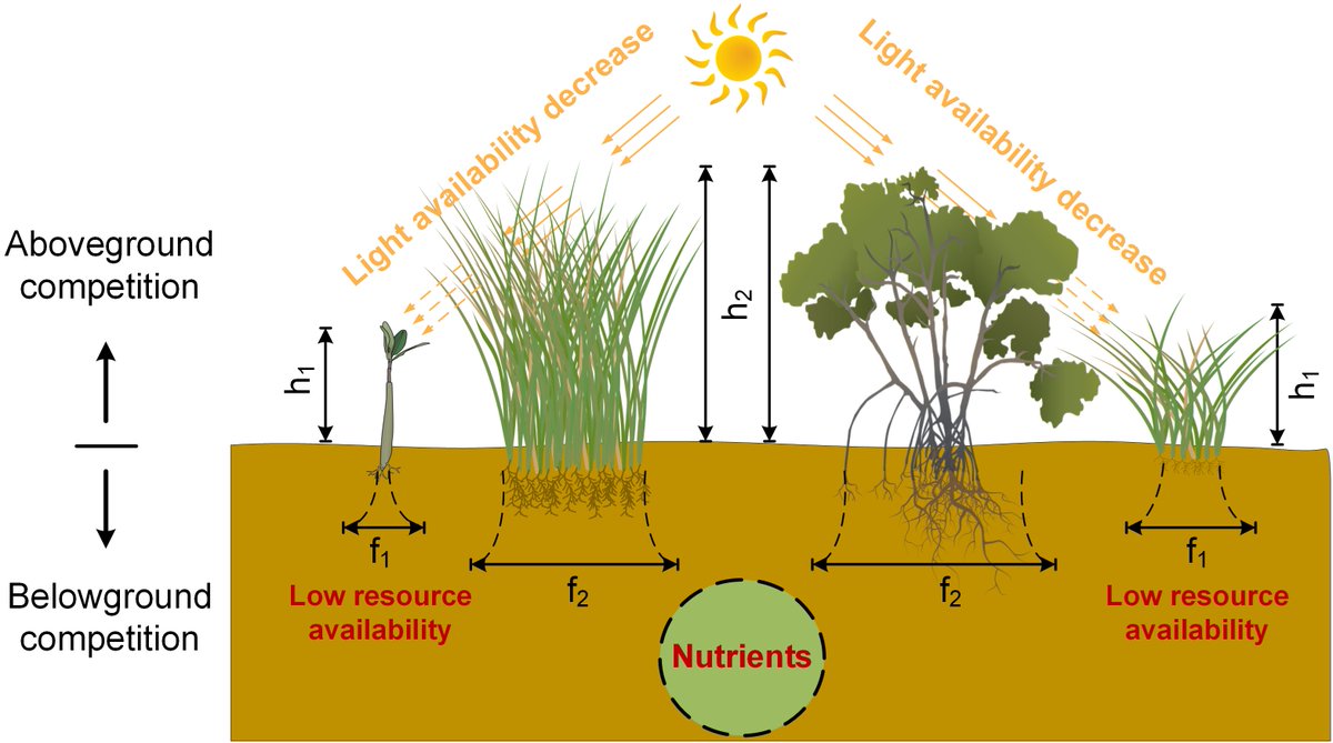 Danghan Xie (@xiedanghan) on Twitter photo New paper just published <a href="/EarthsFutureEiC/">Earth's Future</a>.
We developed a novel model revealing what happens when #Mangroves and #Saltmarshes compete along the coast. Spoiler: mangroves aren't always the winner!
🌳🌱🐀🌊
Explore the findings & access the free code here: doi.org/10.1029/2024EF… New paper just published <a href="/EarthsFutureEiC/">Earth's Future</a>.
We developed a novel model revealing what happens when #Mangroves and #Saltmarshes compete along the coast. Spoiler: mangroves aren't always the winner!
🌳🌱🐀🌊
Explore the findings & access the free code here: doi.org/10.1029/2024EF…
