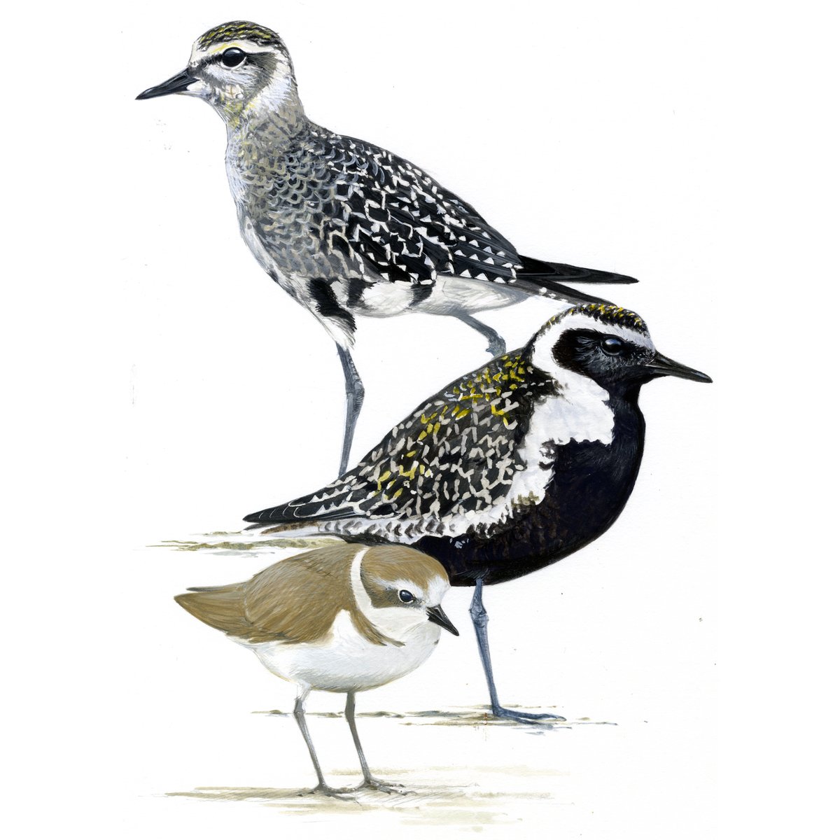 Ray Scally tweet media