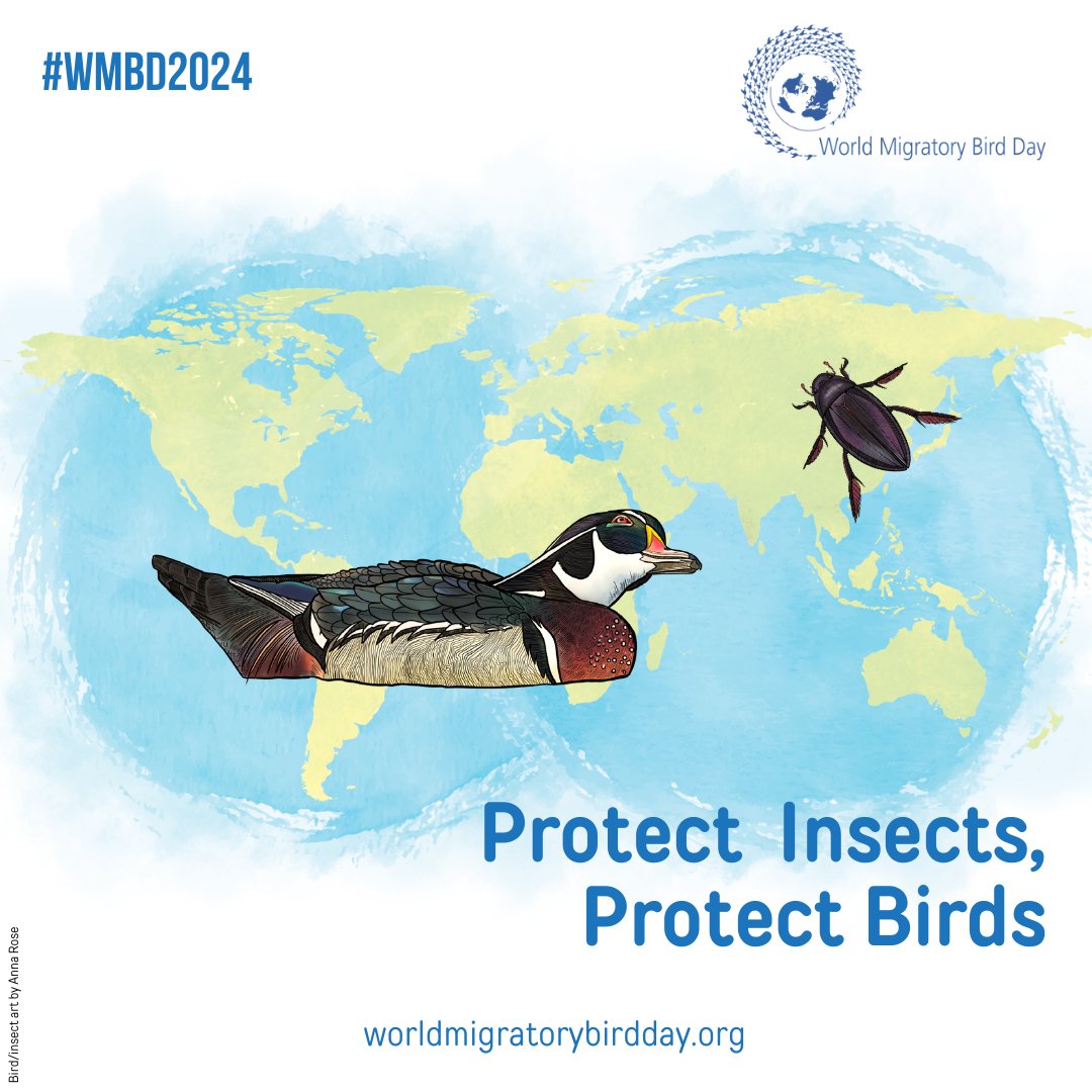 We're counting down to World Migratory Bird Day on Oct 12. This year's theme is "Protect Insects, Protect Birds." Insects are essential energy sources for many migratory bird species, like the wood duck. #WMBD2024 1/
