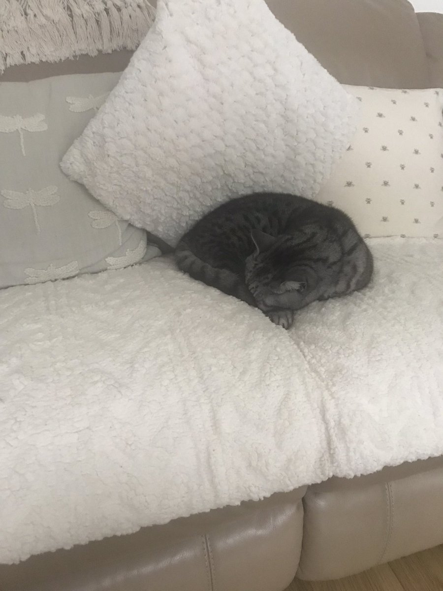 Barks79K's tweet image. Put a throw on the sofa today cos my bare legs were cold on the leather … 
The cats are now living their best life 😌
#sofasnuggles