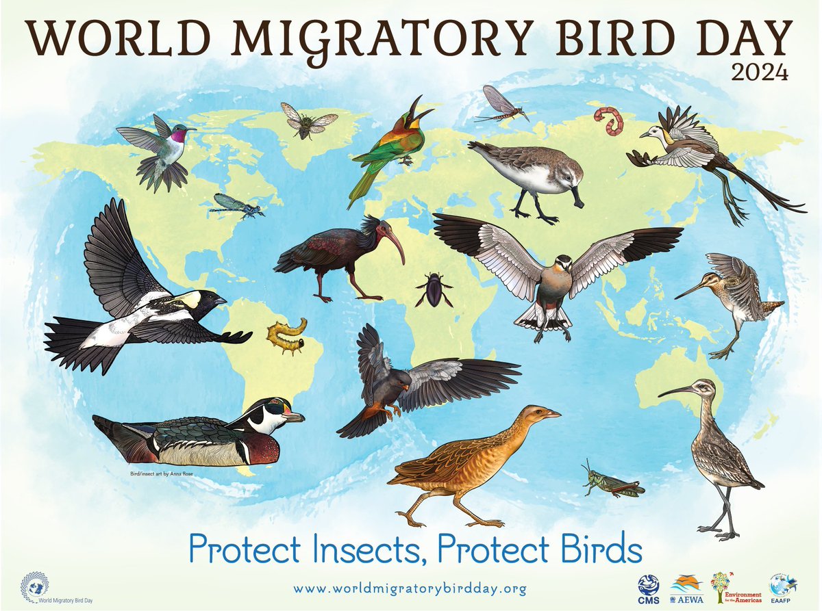 Insect populations are on the decline globally. If we want to protect bird populations, we need to protect bugs. This World Migratory Bird Day, we're raising awareness about these relationships between species in hopes you will help us conserve them. #WMBD2024 2/