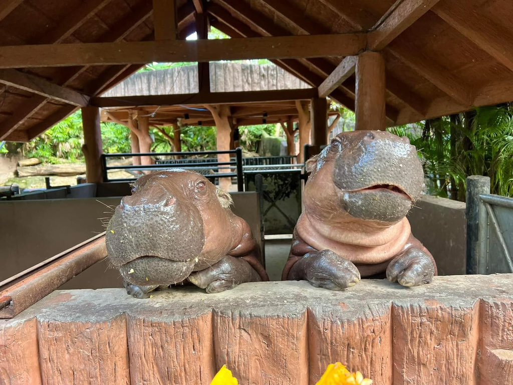 and_khamoo's tweet photo. พี่สาวของหมูเด้ง 
กันยา หมูหวาน 
#hippo #PygmyHippo #ขาหมูแอนด์เดอะแก๊ง #หมูเด้งจะเด้งกี่โมง #Moodeng https://t.co/pZu7hOOQoF