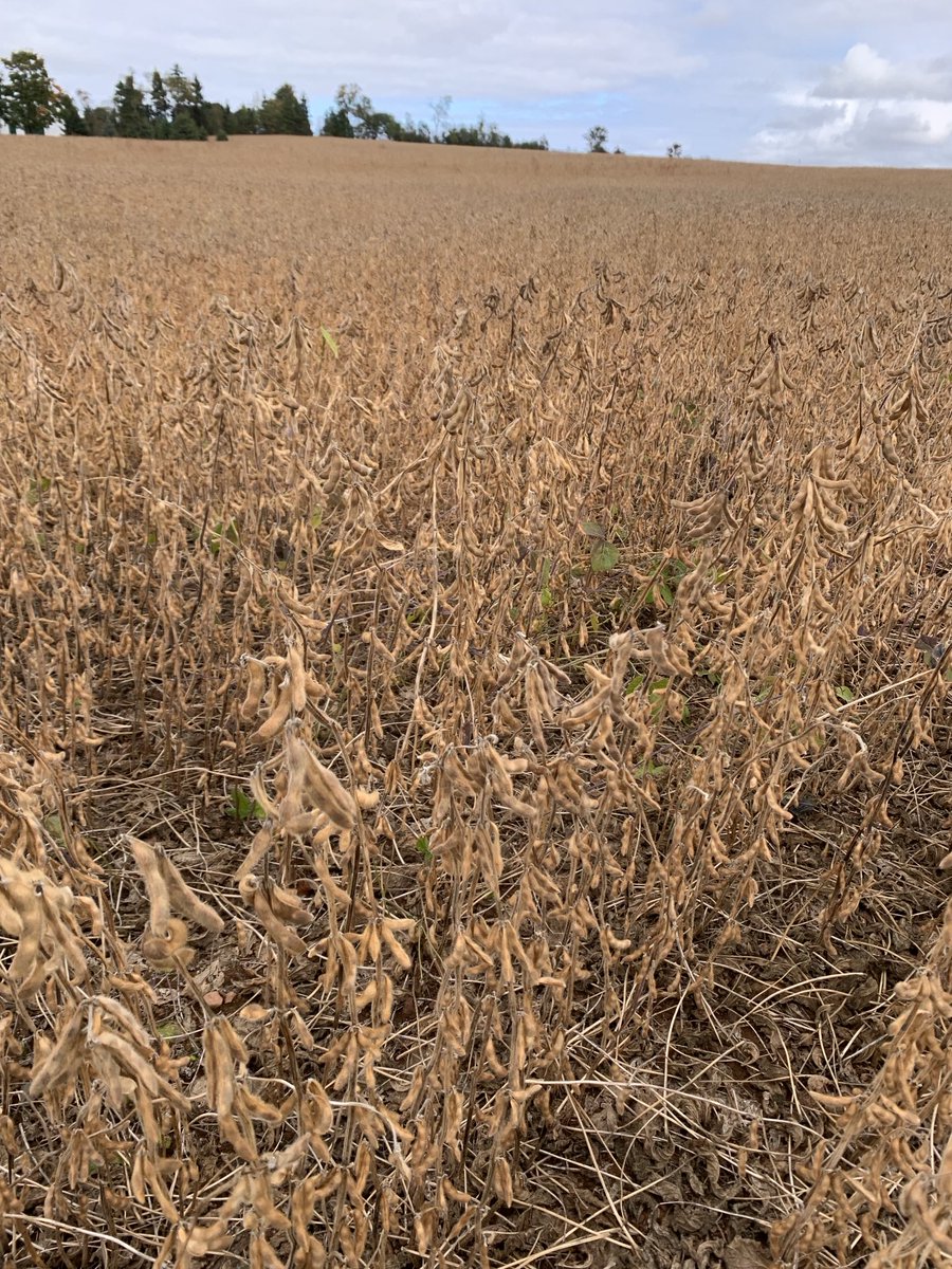 Lots of #soybeans on these stalks #pei #ag. 14%moisture