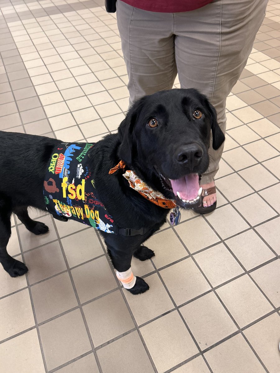 Alma the PGS Therapy Dog (@fssdalma) on Twitter photo I got a stylish new vest that shows all things Nashville, and has the new “fsd” on it! Stay turned for more!!! <a href="/fssdPGMS/">Poplar Grove 5-8</a> <a href="/franklinspecial/">Franklin Special District</a> #fsdtherapydogpack #therapydog #nashville #schooltherapydog I got a stylish new vest that shows all things Nashville, and has the new “fsd” on it! Stay turned for more!!! <a href="/fssdPGMS/">Poplar Grove 5-8</a> <a href="/franklinspecial/">Franklin Special District</a> #fsdtherapydogpack #therapydog #nashville #schooltherapydog